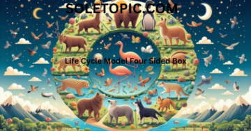 A Comprehensive Guide to the Life Cycle Model Four Sided Box Container.