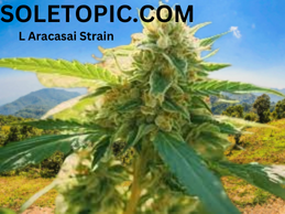 Unveiling the L Aracasai Strain: A New Era in Botanicals.